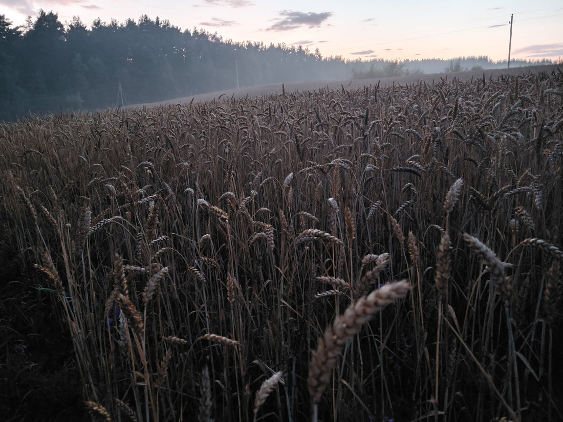 Kaimas miestietės akimis