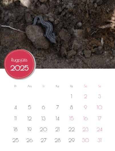 2023 Photo Calendar "Mushrooms of Dzūkija"