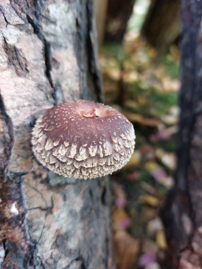 Producer Shiitake oak log