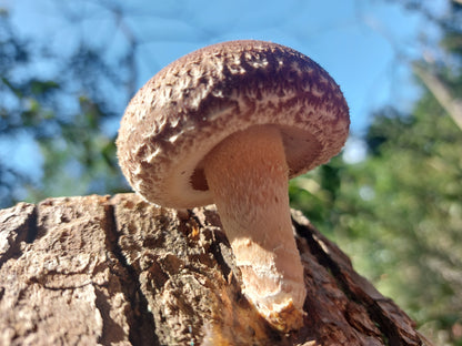 Producer Shiitake oak log