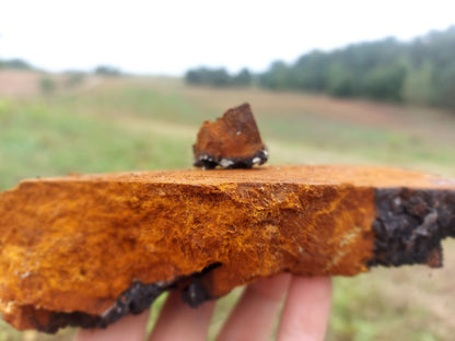 Gift - ground wild chaga