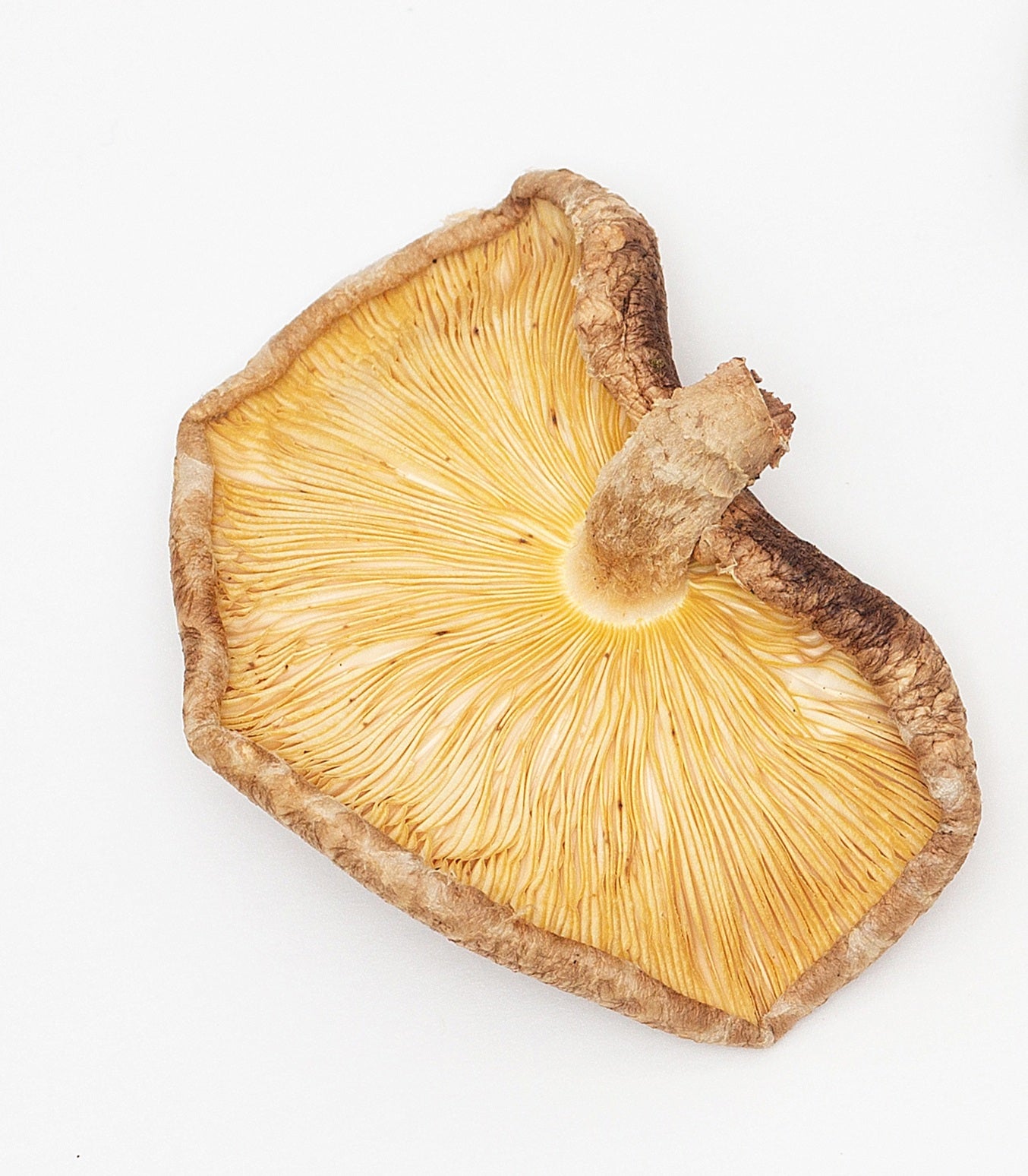 Dried shiitake mushrooms