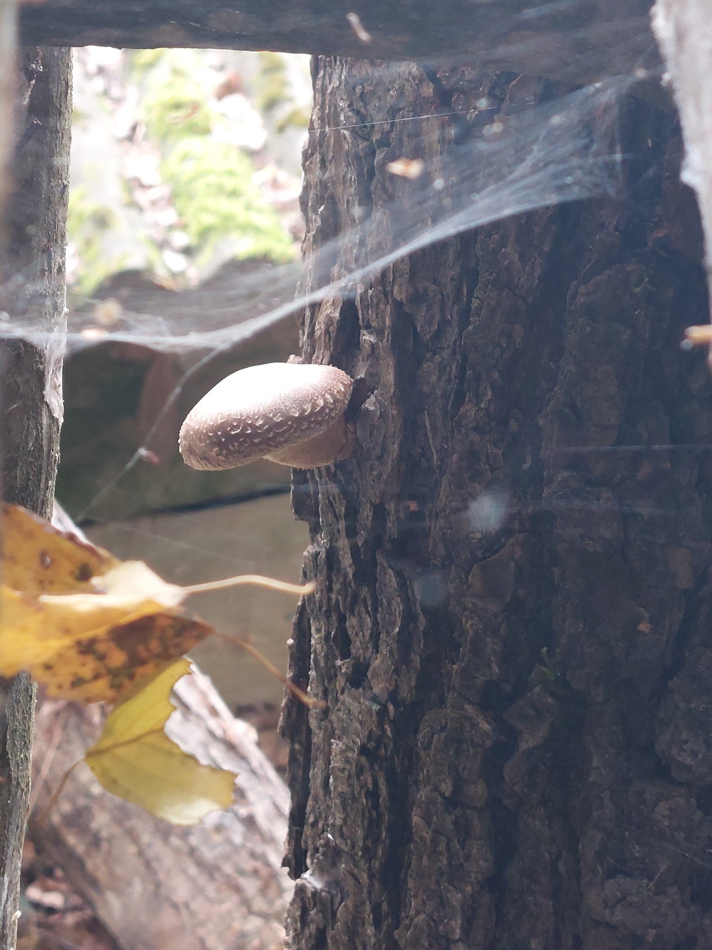 Producer Shiitake oak log