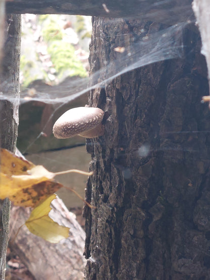 Producer Shiitake oak log