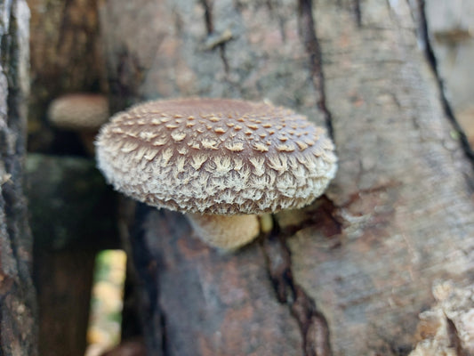 Fresh shiitake mushrooms