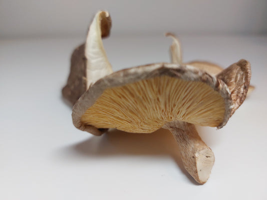 Dried shiitake mushrooms