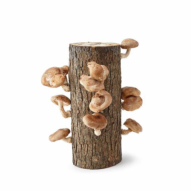 Producer Shiitake oak log