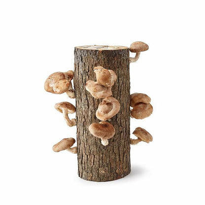 Producer Shiitake oak log